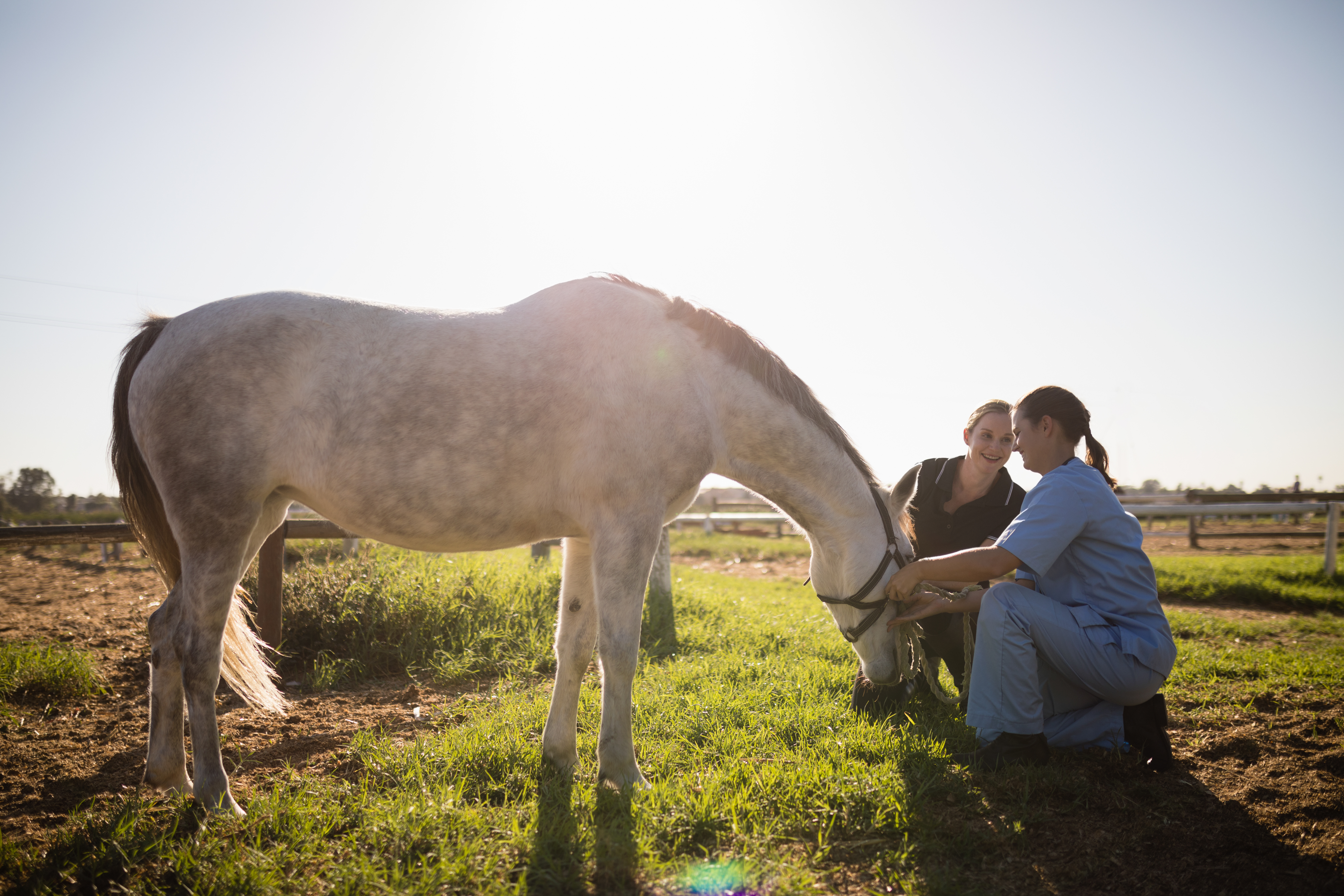 Women examining a horse