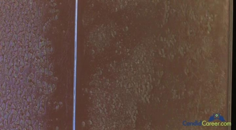 Real Estate Developer