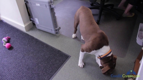 Environmental Scientist