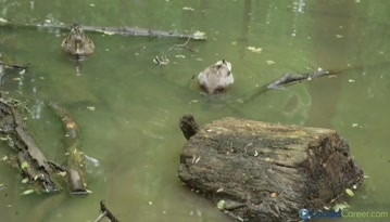 Naturalist and Educator